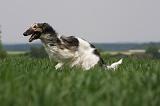 BARZOI 126
